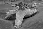 Geometric pattern in eroded driftwood-Bandon Beach-Oregon Art Print